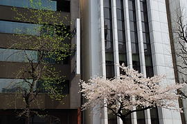 靖国通りの桜
